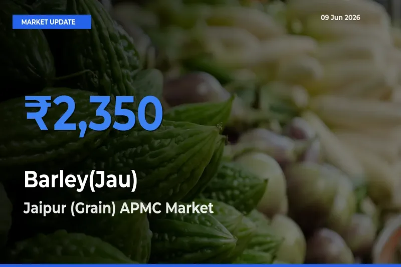 Barley(Jau) Mandi Rate Today: Jaipur (Grain) APMC Tops the List