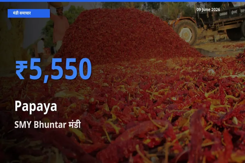 09 June अपडेट: पपीता के सबसे ऊँचे दाम SMY Bhuntar मंडी में