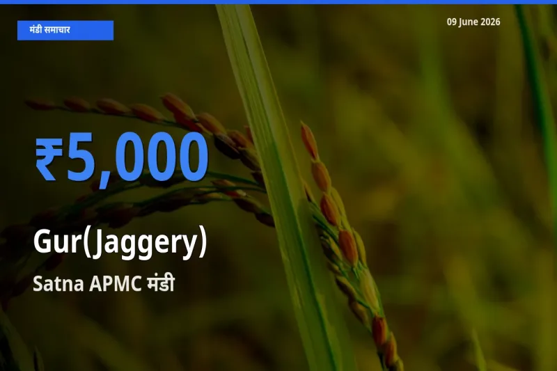 आज गुड़ के सबसे ऊँचे दाम ₹5,000 Satna APMC मंडी में
