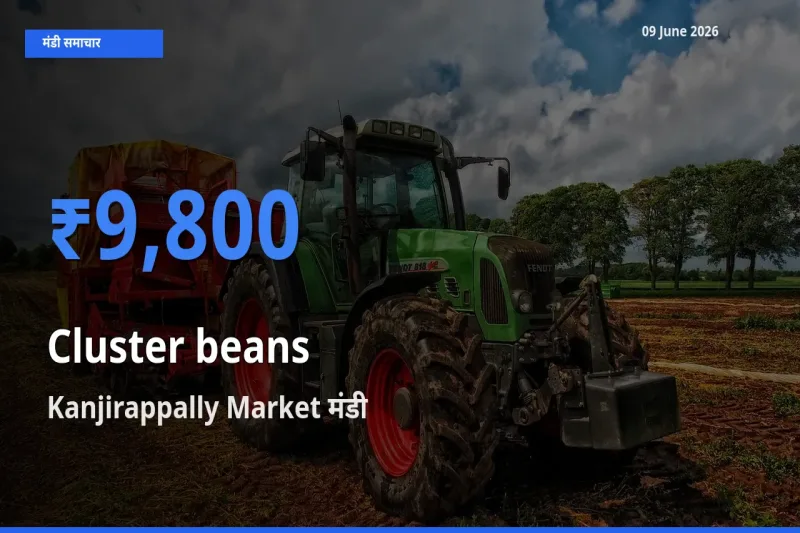 किसानों की पसंद बना Kanjirappally Market, ग्वार फली के सबसे अच्छे दाम