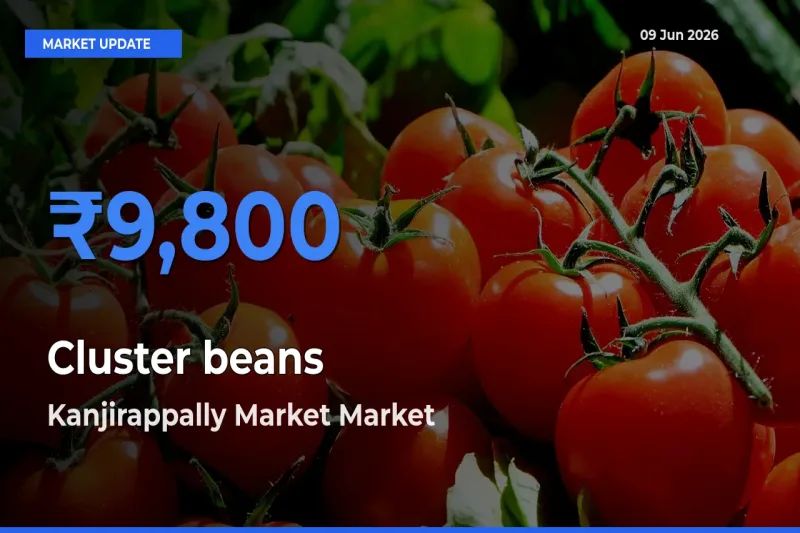 Kanjirappally Market Leads as Top Mandi for Cluster beans Prices
