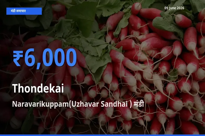किसानों की पसंद बना Naravarikuppam(Uzhavar Sandhai ), कुंदरू के सबसे अच्छे दाम