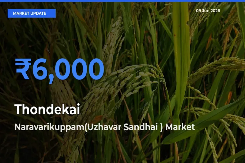 Naravarikuppam(Uzhavar Sandhai ) Leads as Top Mandi for Thondekai Prices