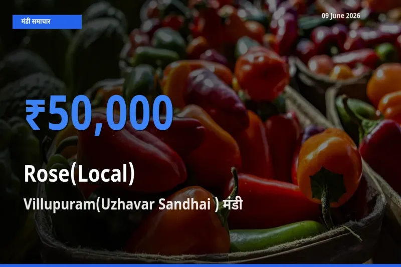आज गुलाब(स्थानीय) के सबसे ज़्यादा दाम Villupuram(Uzhavar Sandhai ) मंडी में दर्ज