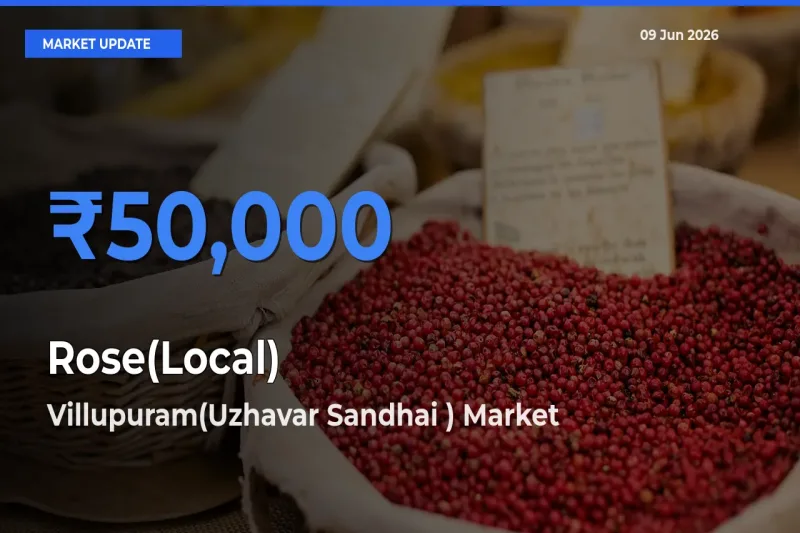 Villupuram(Uzhavar Sandhai ) Records Highest ₹50,000 Rate for Rose(Local)