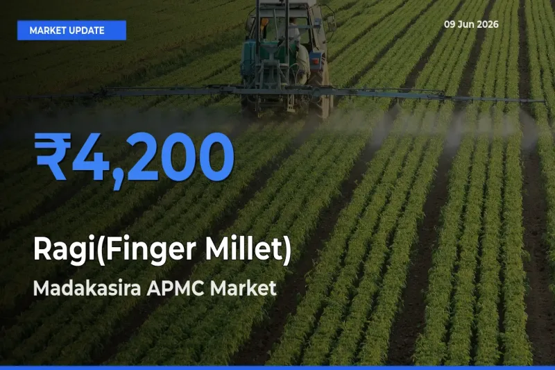 Madakasira APMC Tops Ragi(Finger Millet) Mandi Rates Today