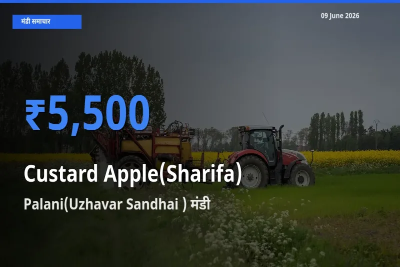 आज का मंडी भाव: शरीफा के सबसे ज़्यादा दाम Palani(Uzhavar Sandhai ) में