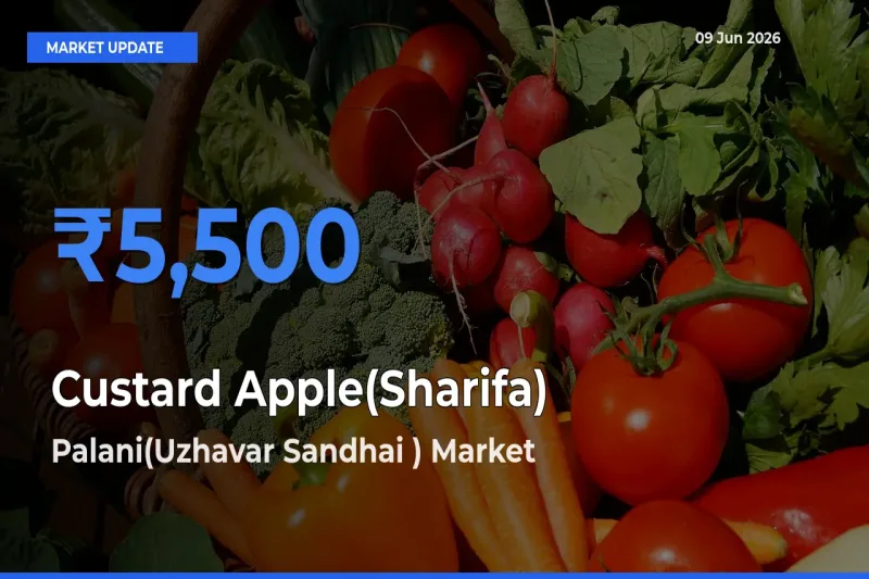 Palani(Uzhavar Sandhai ) Offers ₹5,500 – Highest Custard Apple(Sharifa) Rate Today