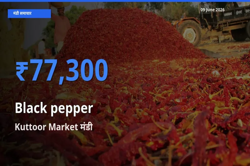 आज काली मिर्च के सबसे ज़्यादा दाम Kuttoor Market मंडी में दर्ज