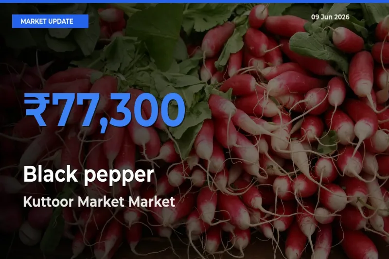 Farmers Prefer Kuttoor Market as Black pepper Hits Highest Rate