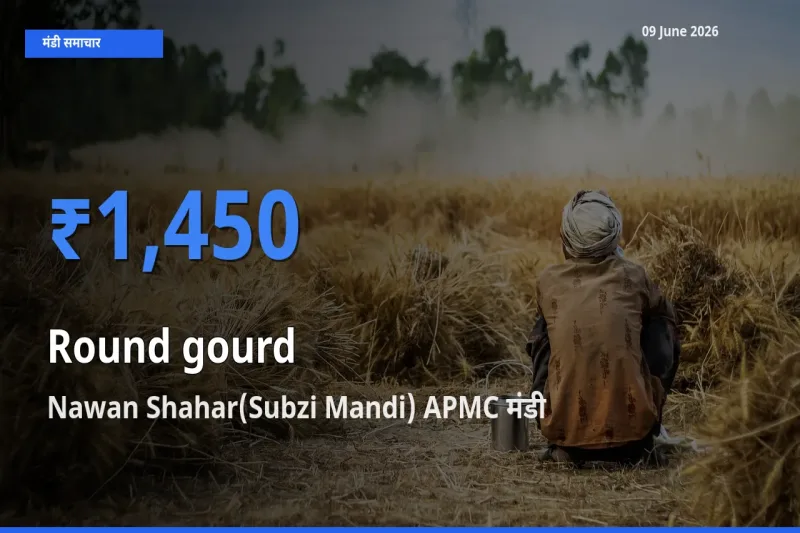 Nawan Shahar(Subzi Mandi) APMC मंडी में आज गोल लौकी के सबसे ऊँचे दाम दर्ज