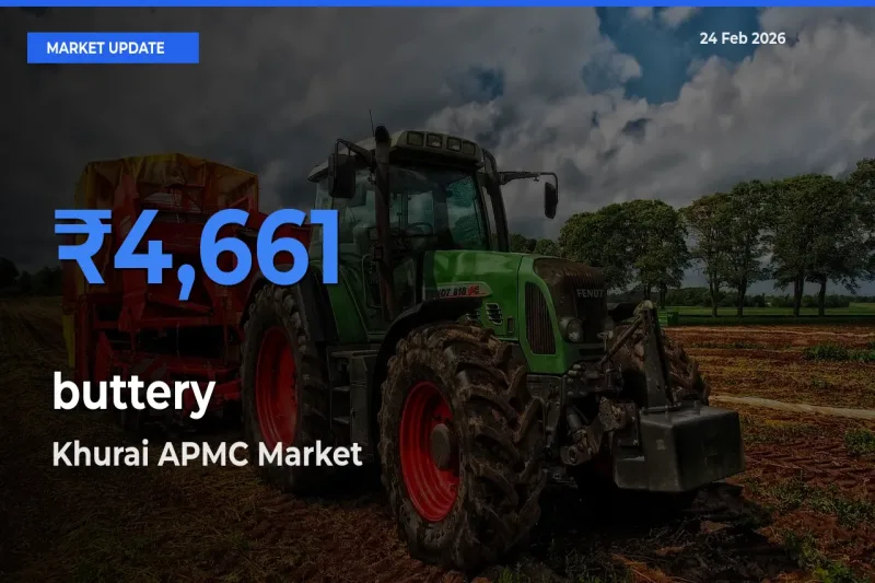Farmers Prefer Khurai APMC as buttery Hits Highest Rate
