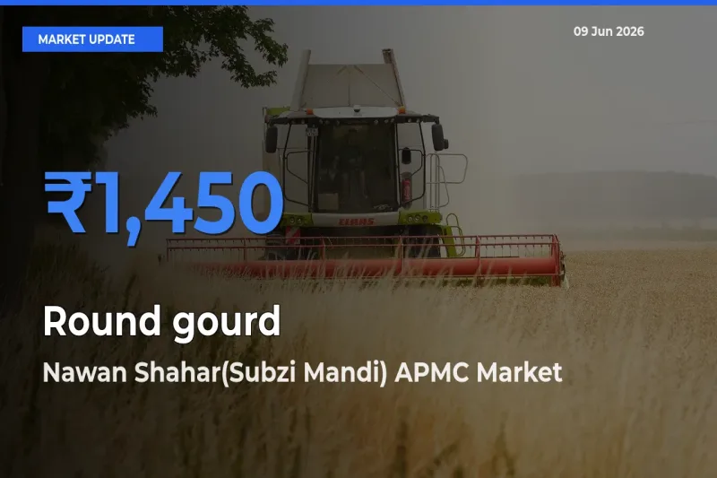 Round gourd Mandi Rate Today: Nawan Shahar(Subzi Mandi) APMC Tops the List