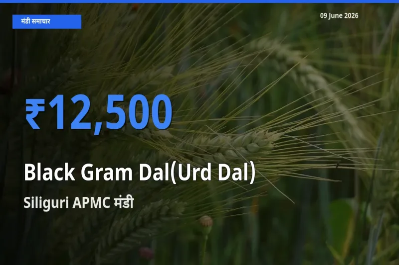 Siliguri APMC मंडी में आज उड़द दाल के सबसे ऊँचे दाम दर्ज