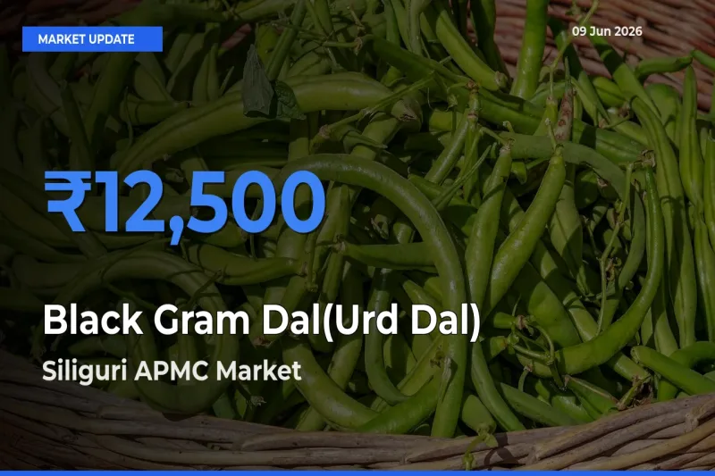 Market Watch: Siliguri APMC Becomes Top Mandi for Black Gram Dal(Urd Dal)