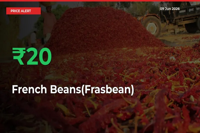 Why French Beans(Frasbean) Prices Rose 19.92% in a Day at Mandis