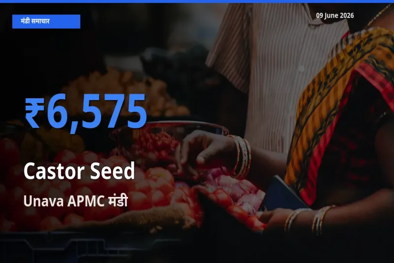 Unava APMC में अरंडी का बीज का आज सबसे ऊँचा भाव