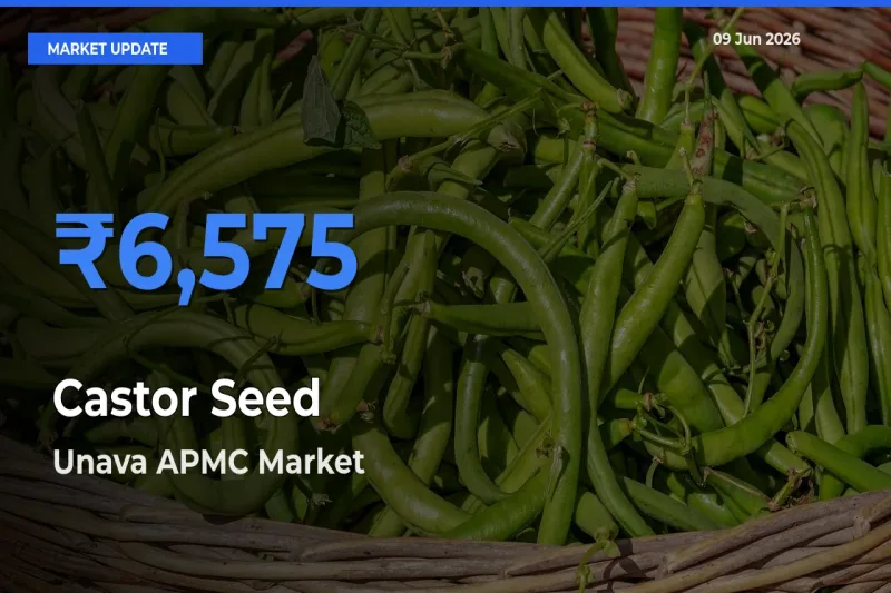 Market Watch: Unava APMC Becomes Top Mandi for Castor Seed