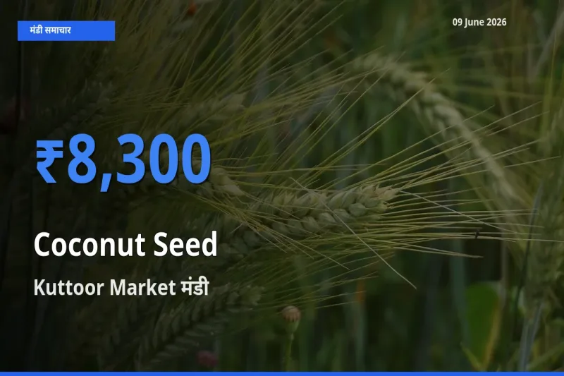 आज का मंडी भाव: नारियल का बीज के सबसे ज़्यादा दाम Kuttoor Market में