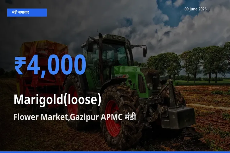 09 June अपडेट: गेंदा (ढीला) के सबसे ऊँचे दाम Flower Market,Gazipur APMC मंडी में