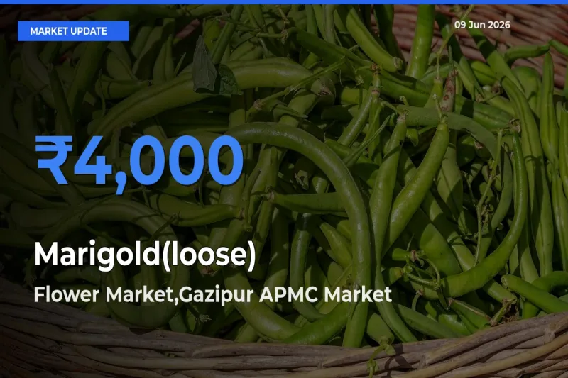 Flower Market,Gazipur APMC Tops Marigold(loose) Mandi Rates Today