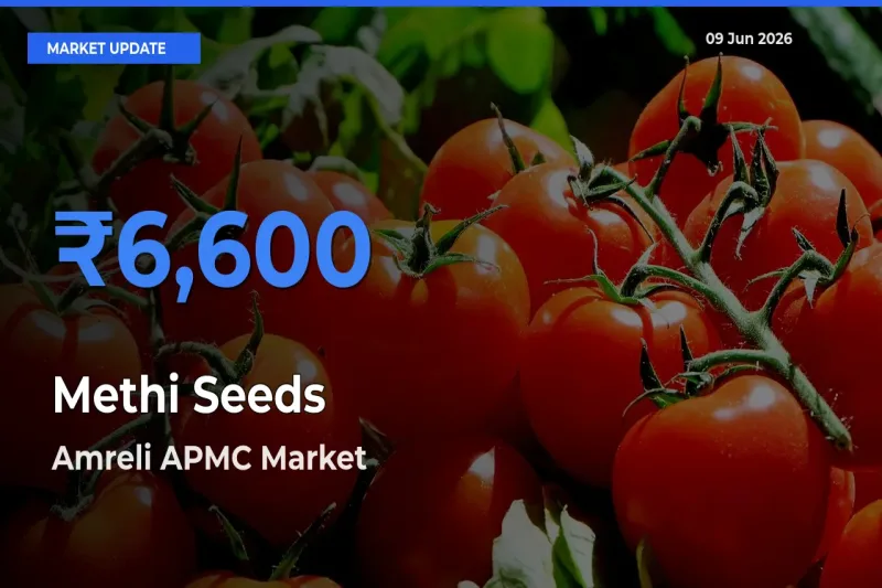 Top Performer! Amreli APMC Offers Best Methi Seeds Price Today
