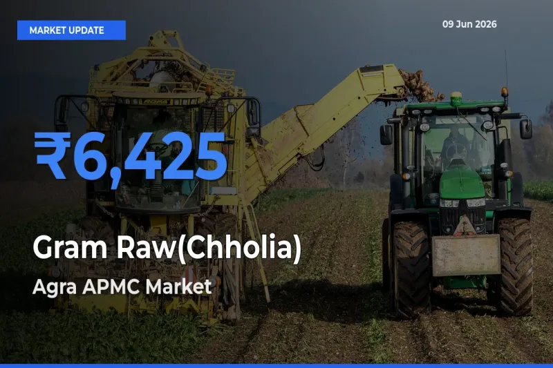 Market Watch: Agra APMC Becomes Top Mandi for Gram Raw(Chholia)