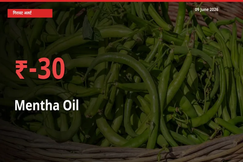 स्थानीय मंडी में मेंथा ऑयल के दाम अचानक 30.41% गिरे, किसानों की चिंता बढ़ी