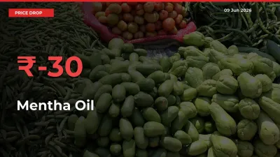 Farmers Alert as Mentha Oil Prices Slide 30.41% in Local Mandis