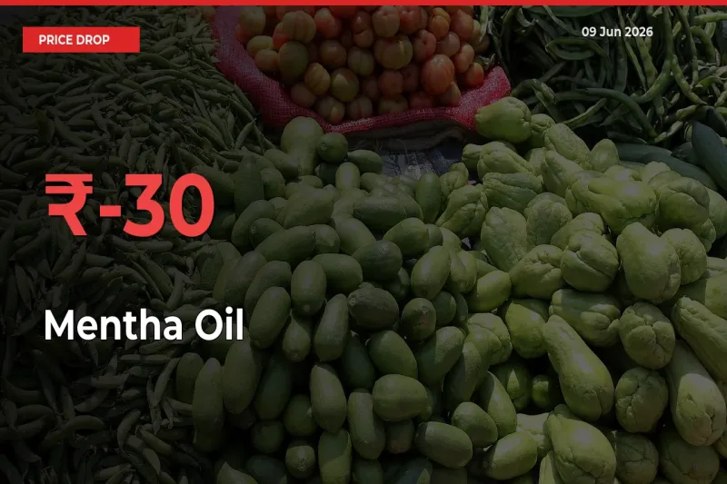 Farmers Alert as Mentha Oil Prices Slide 30.41% in Local Mandis
