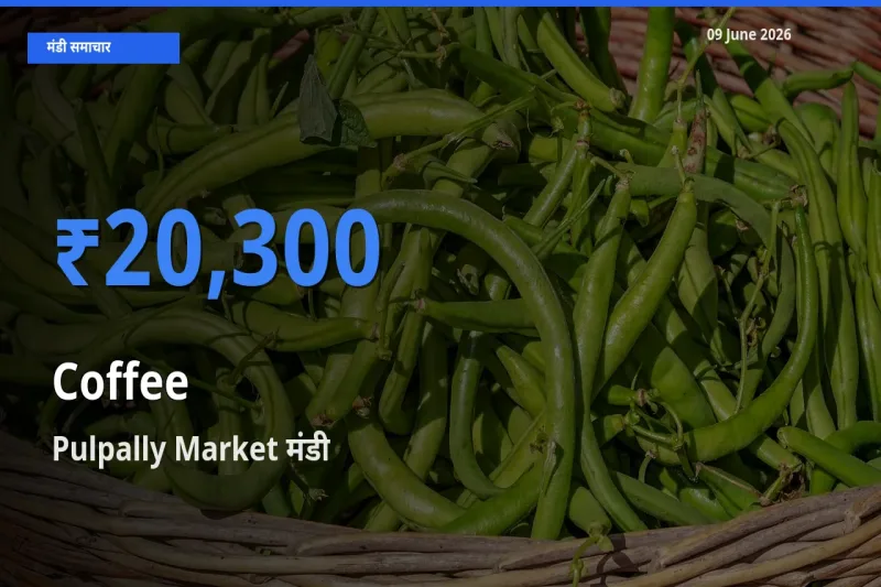 आज कॉफी के सबसे ऊँचे दाम ₹20,300 Pulpally Market मंडी में