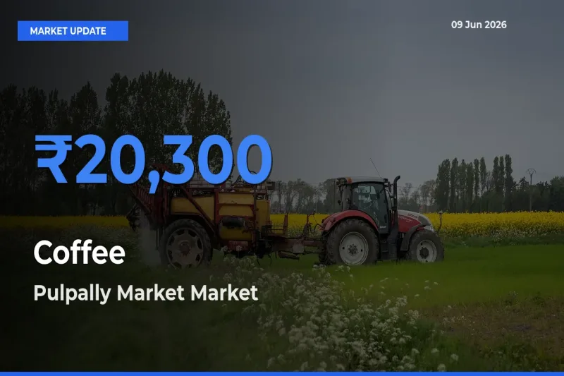 Farmers Prefer Pulpally Market as Coffee Hits Highest Rate