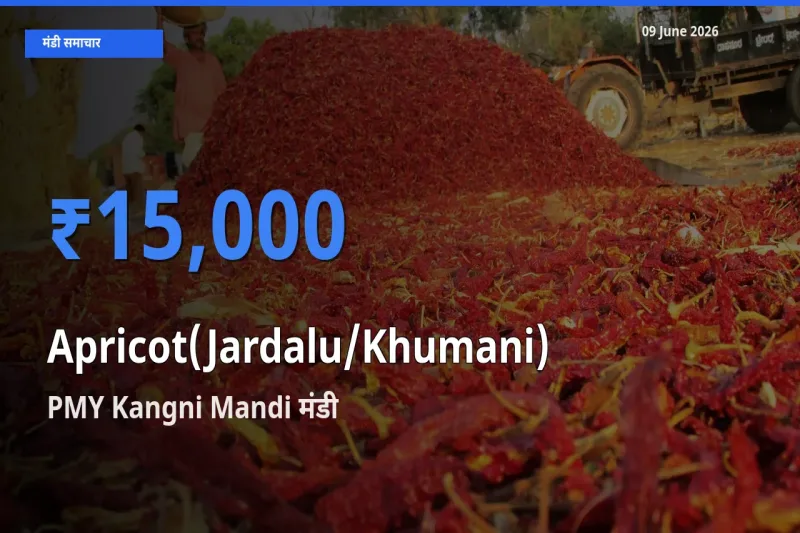 आज खुबानी के सबसे ज़्यादा दाम PMY Kangni Mandi मंडी में दर्ज
