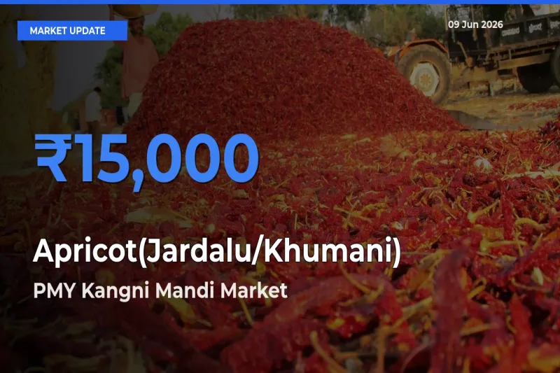 Market Watch: PMY Kangni Mandi Becomes Top Mandi for Apricot(Jardalu/Khumani)