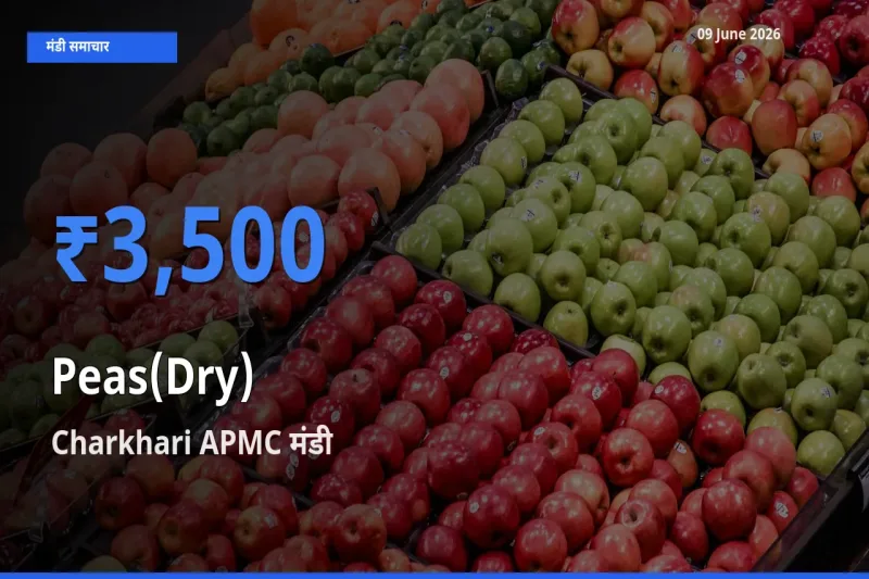 टॉप मंडी बना Charkhari APMC! सूखी मटर के सबसे ऊँचे दाम यहीं दर्ज