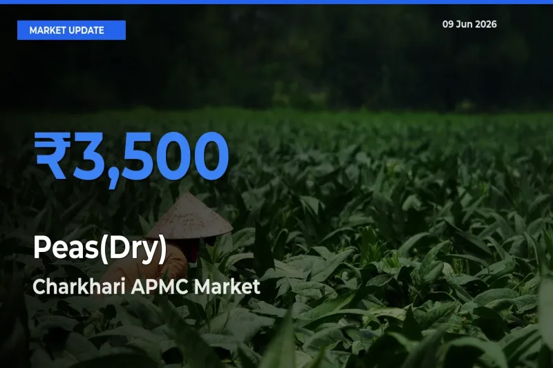 Farmers Prefer Charkhari APMC as Peas(Dry) Hits Highest Rate