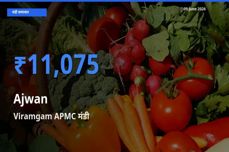आज अजवाइन के सबसे ज़्यादा दाम Viramgam APMC मंडी में दर्ज