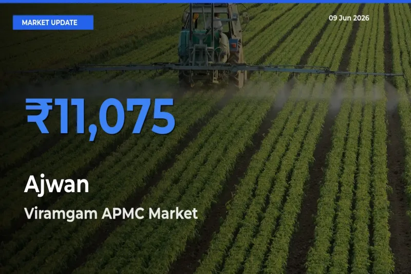 Viramgam APMC Emerges as Top Mandi for Ajwan Prices Today