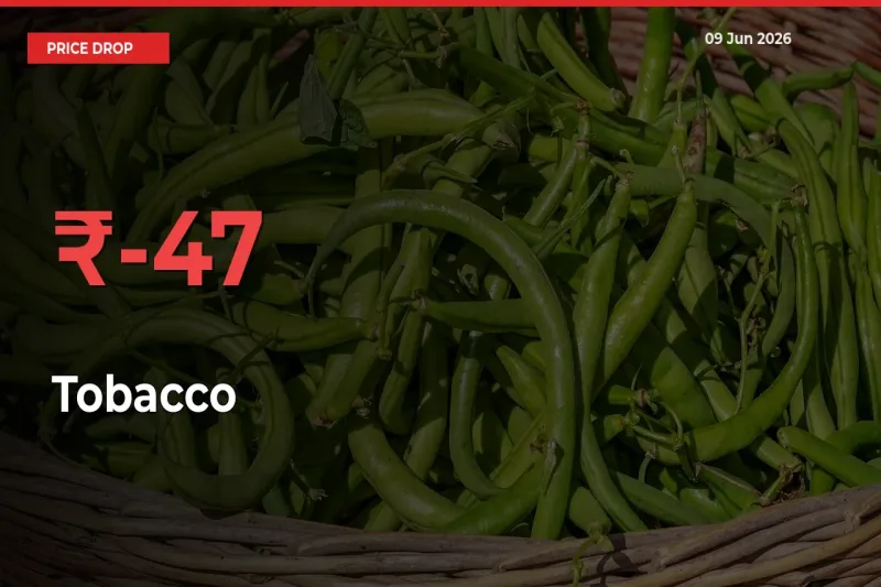 Sudden Shock! Tobacco Drops 46.66% in 24 Hours at Top Mandis