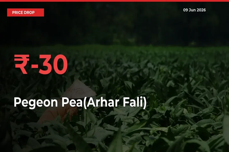 Sharp Fall! Pegeon Pea(Arhar Fali) Prices Plunge 30.42% in a Day at Key Mandis