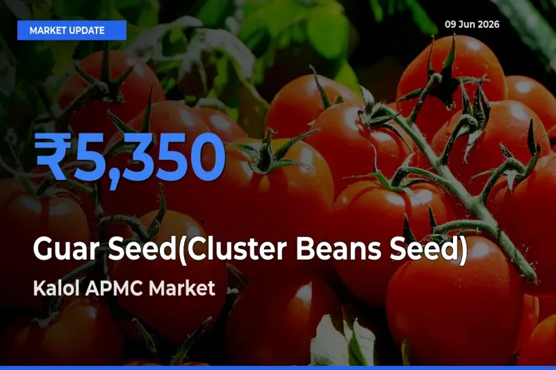 Kalol APMC Tops Guar Seed(Cluster Beans Seed) Mandi Rates Today