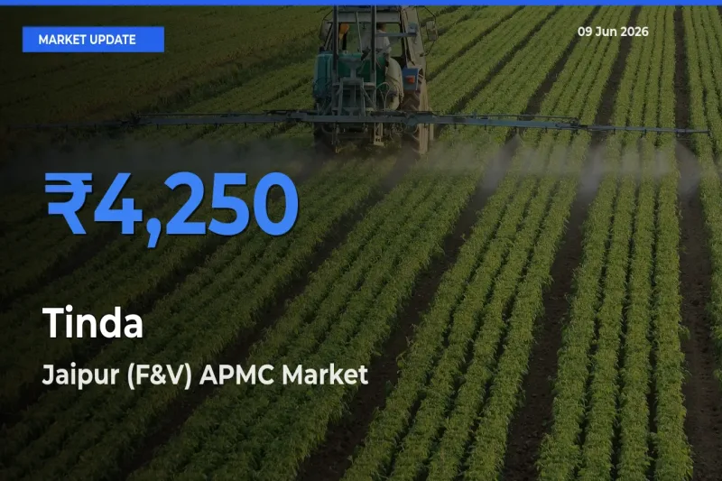 Jaipur (F&V) APMC Offers ₹4,250 – Highest Tinda Rate Today