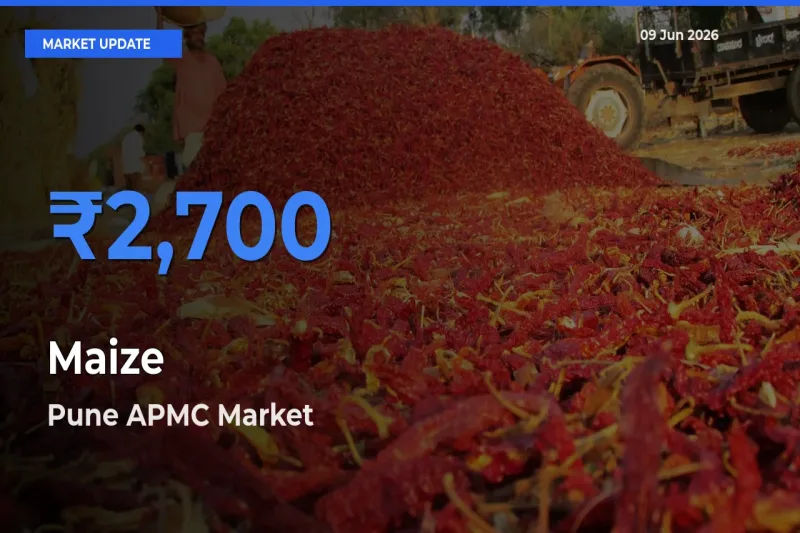 Pune APMC Offers ₹2,700 – Highest Maize Rate Today