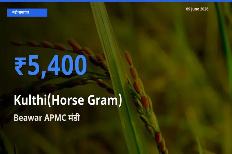 आज कुल्थी के सबसे ऊँचे दाम ₹5,400 Beawar APMC मंडी में