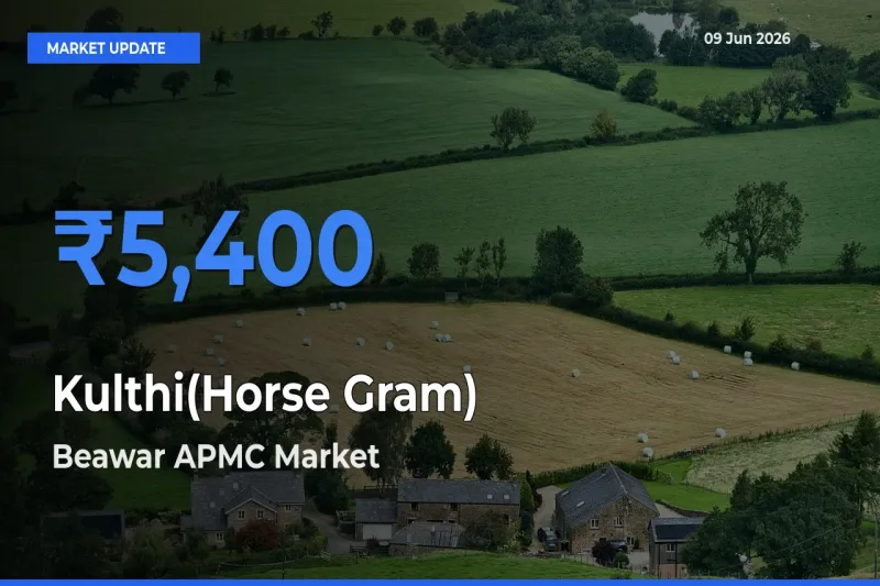 Farmers Prefer Beawar APMC as Kulthi(Horse Gram) Hits Highest Rate