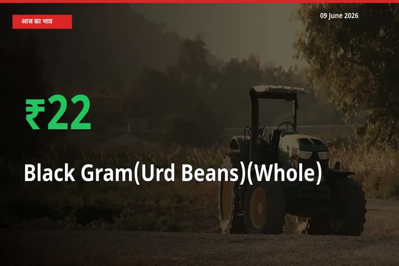 बाज़ार संकेत: साबुत उड़द के भाव मंडी में 21.82% ऊपर