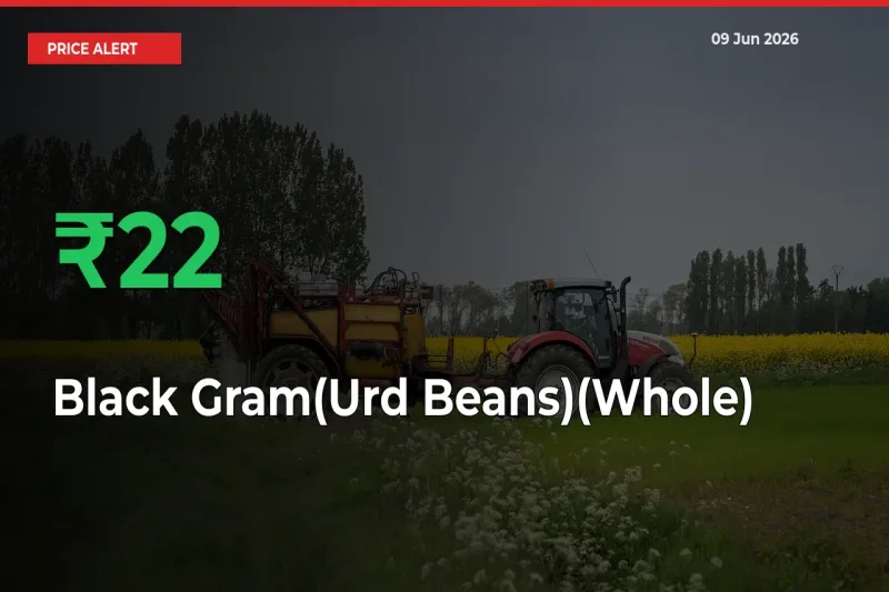 Sharp Jump! Black Gram(Urd Beans)(Whole) Prices Climb 21.82% in 24 Hours at Key Mandis