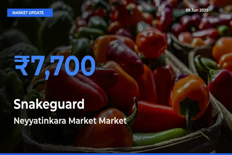 Neyyatinkara Market Offers ₹7,700 – Highest Snakeguard Rate Today