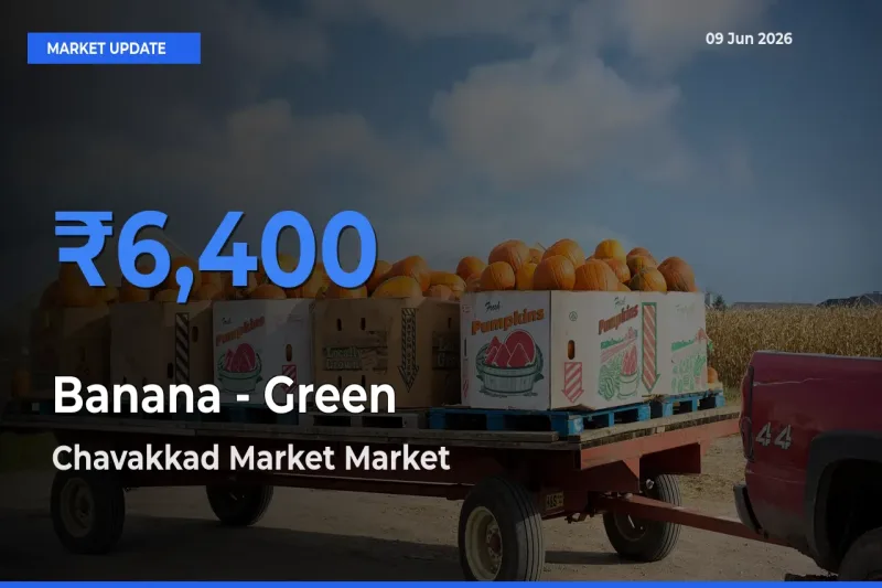 Top Performer! Chavakkad Market Offers Best Banana - Green Price Today