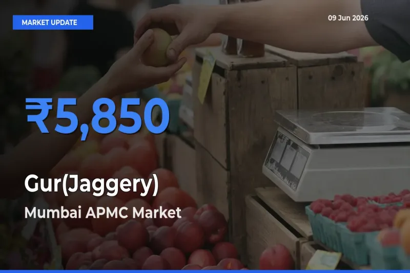 Market Watch: Mumbai APMC Becomes Top Mandi for Gur(Jaggery)